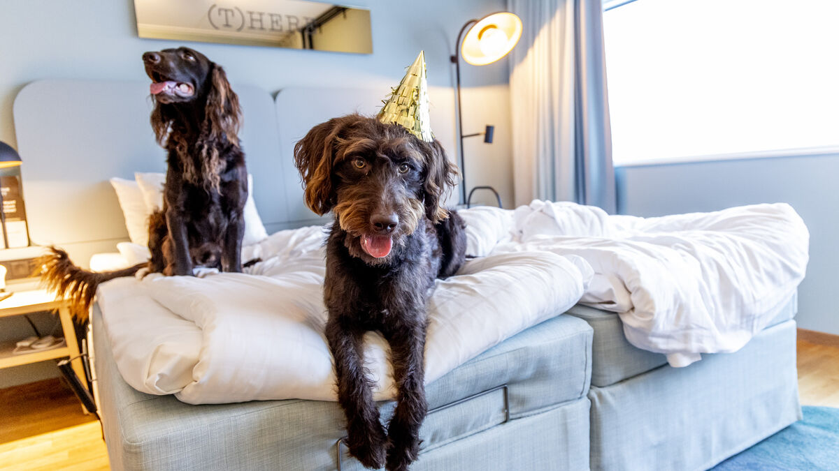 Hundreds of dogs get a