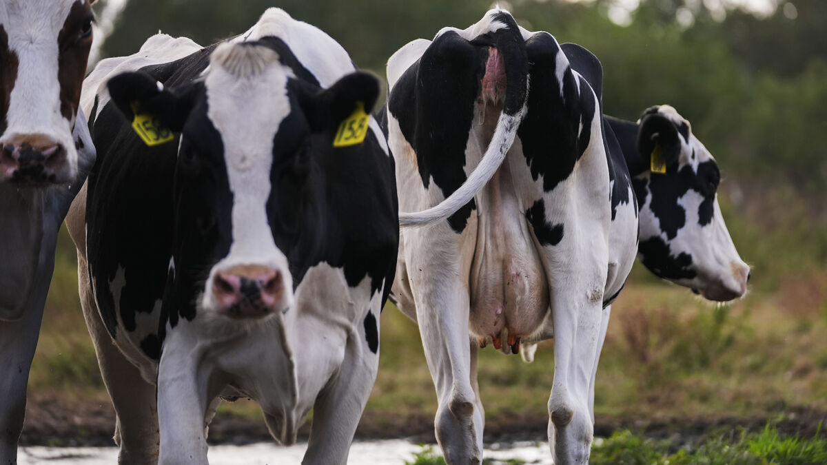 Cows on tracks cause major