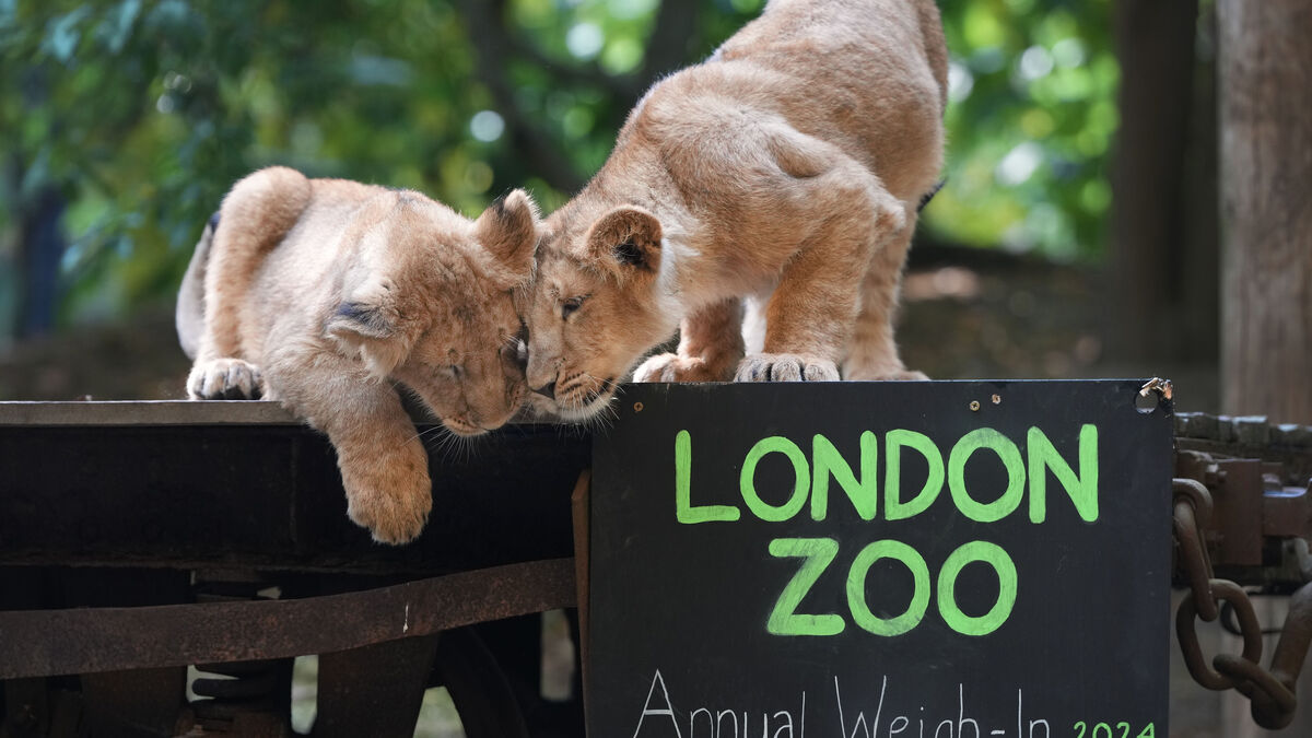 Cheaper chocolate and zoo visits
