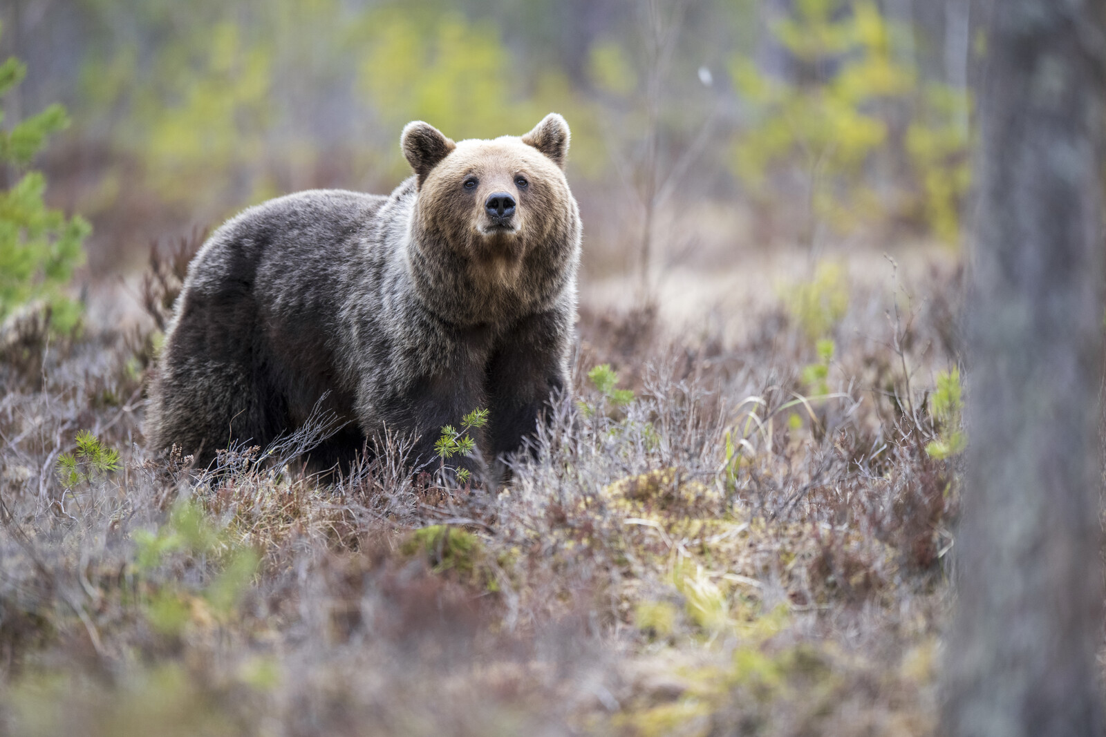 Hunter Attacked by Bear in Sweden Taken to Hospital