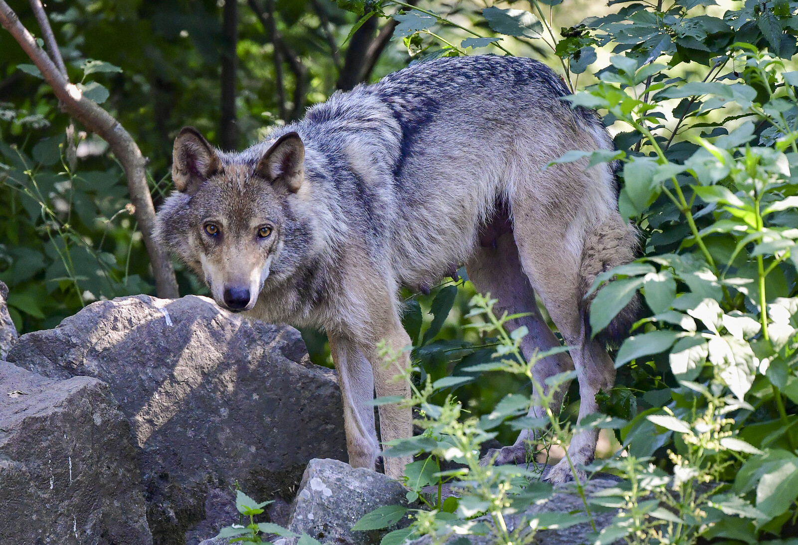 Wolf Attack Kills 17 Sheep