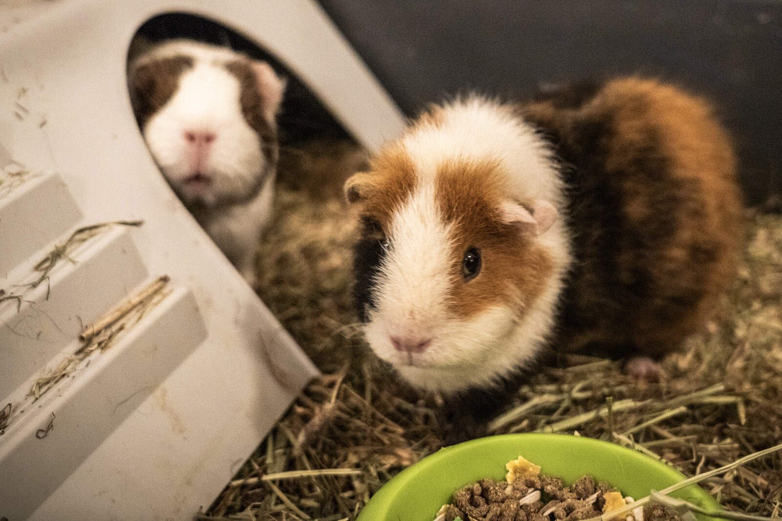 Danish Zoo Seeks Unwanted Pets