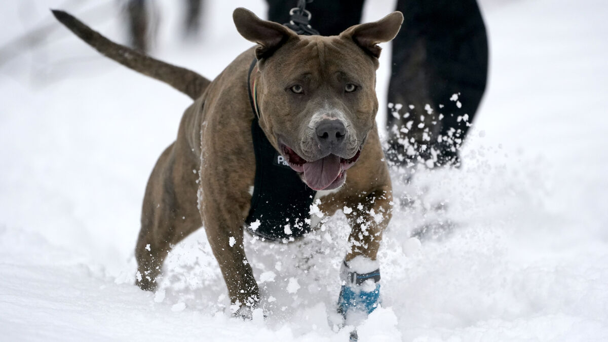 Investigation: Nearly Half of Pitbull Owners Convicted of Crimes