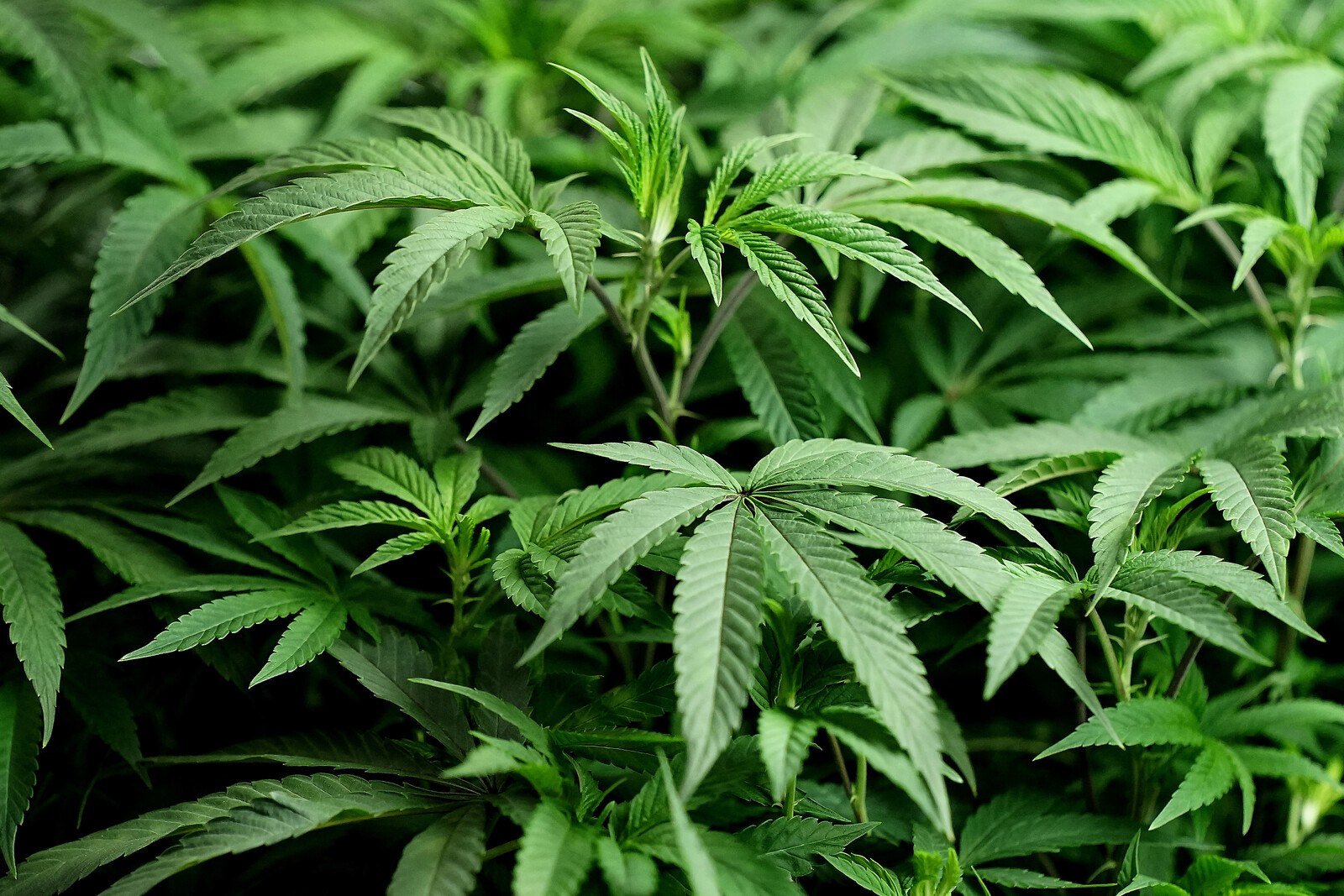 Cannabis Farm Near Helsingborg Busted