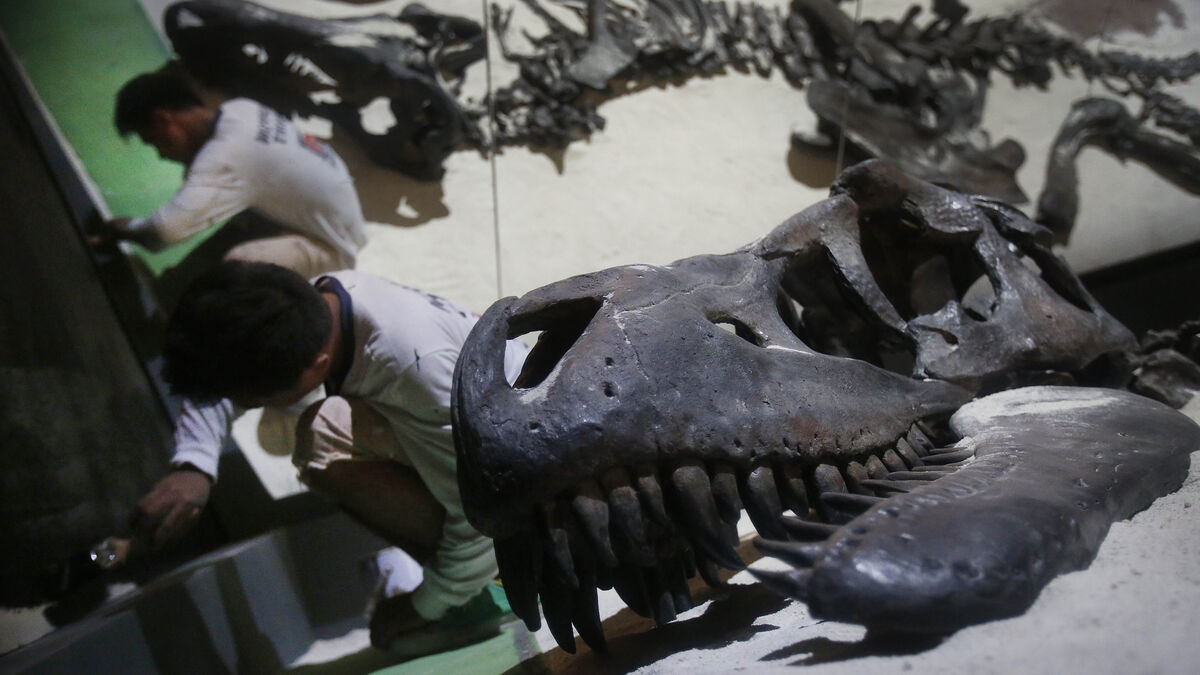 T-rex relative on its way