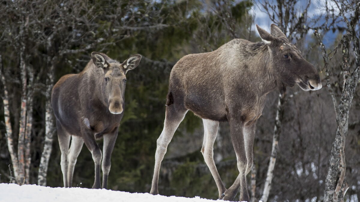 Moose hunting from a snowmobile