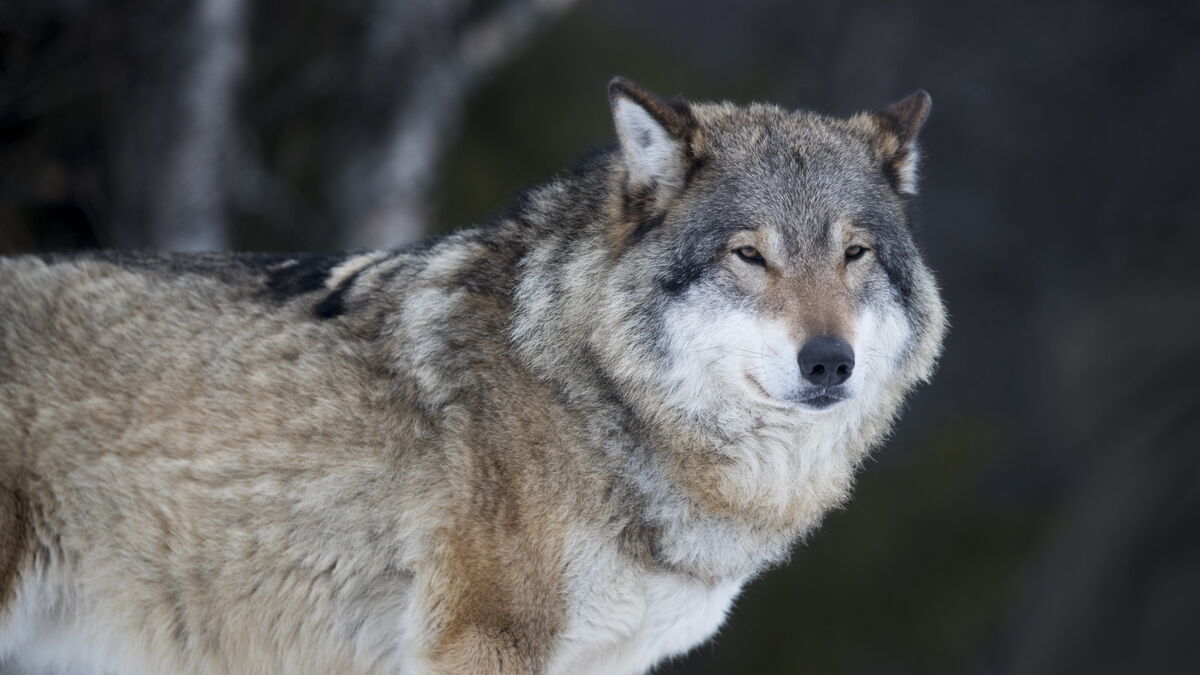 Wolf chased hunting dog – shot