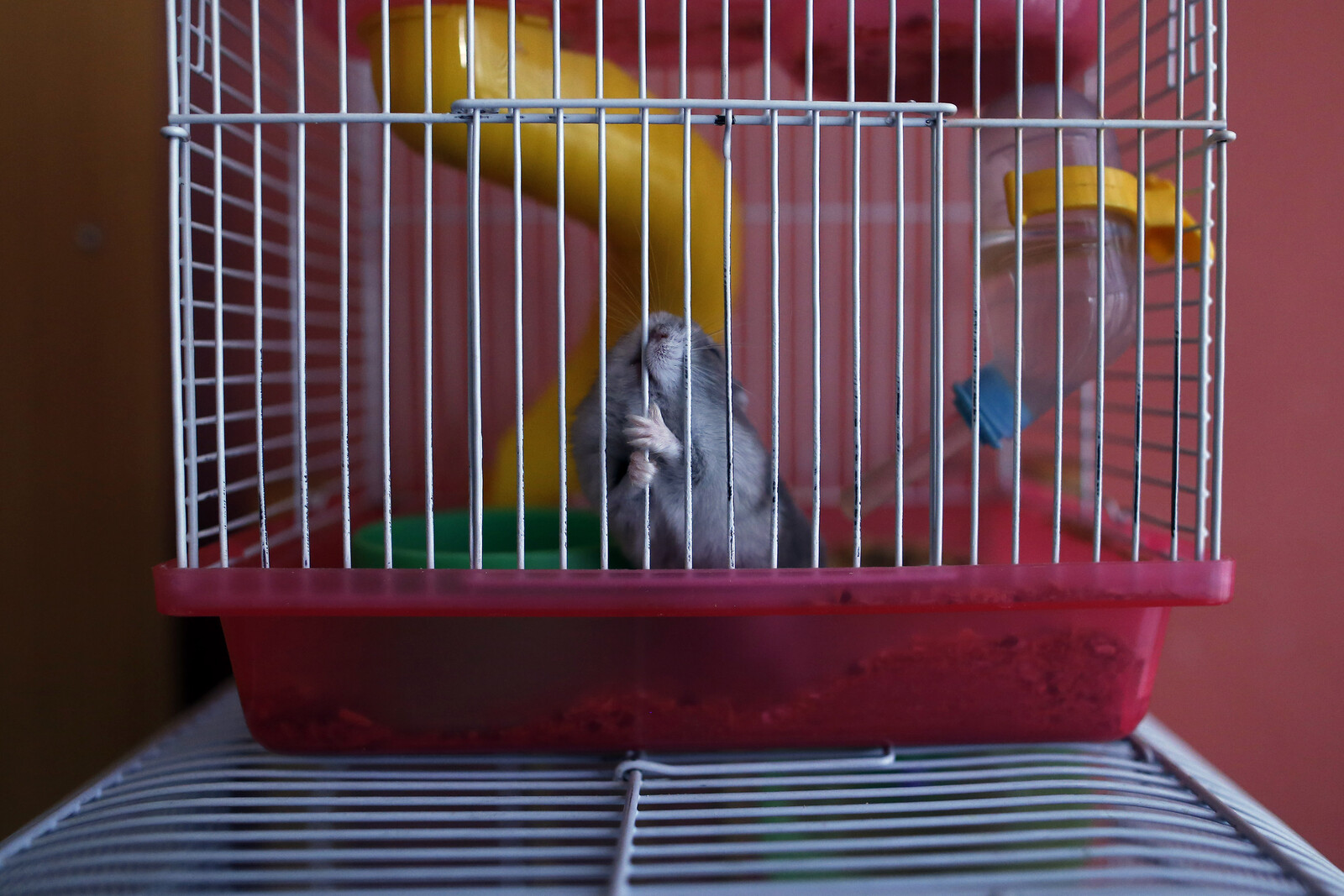 130 hamsters stopped flights for five days