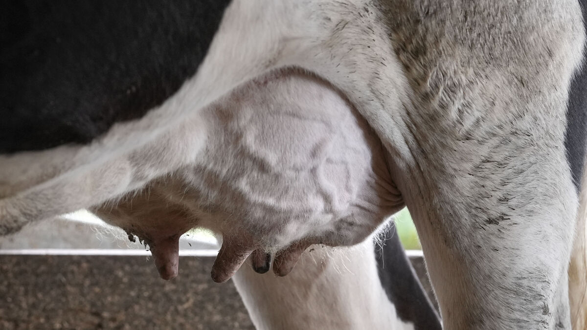 China lowers tariffs on certain dairy products from the EU