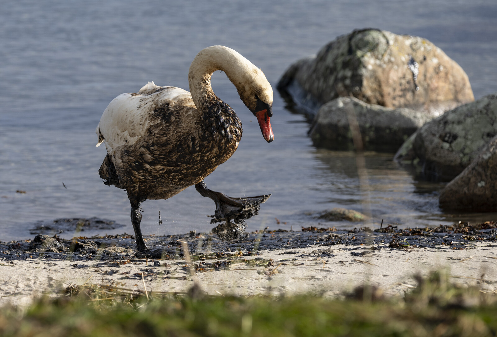 Marco Polo Oil Spill Case Closed by Swedish Accident Investigation Authority
