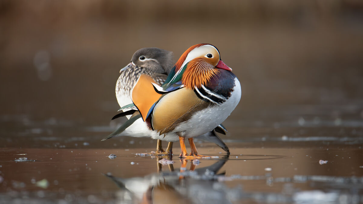 More young people are taking up birdwatching in Sweden, Birdlife reports