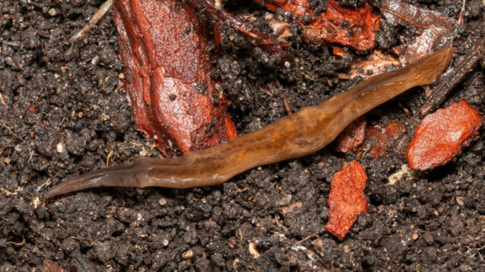 Invasive Flatworm Found at Three