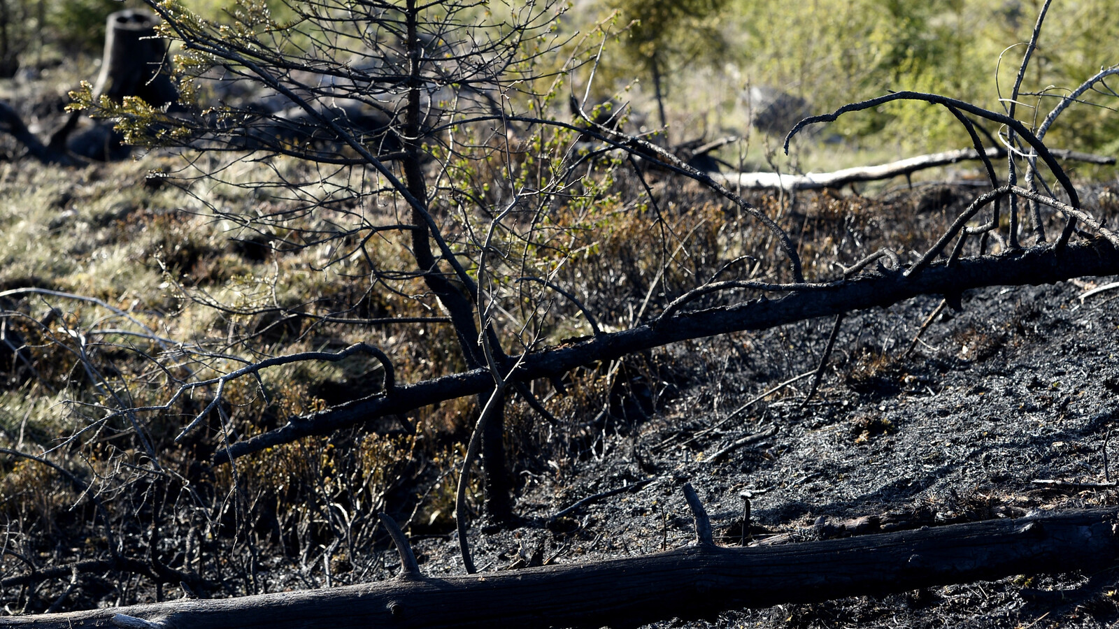 SMHI Warns of High Grass Fire Risk in Sweden's Snow-Free Regions