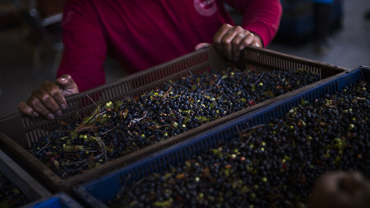Seven Swedish companies want to bring in 1,000 Thai berry pickers