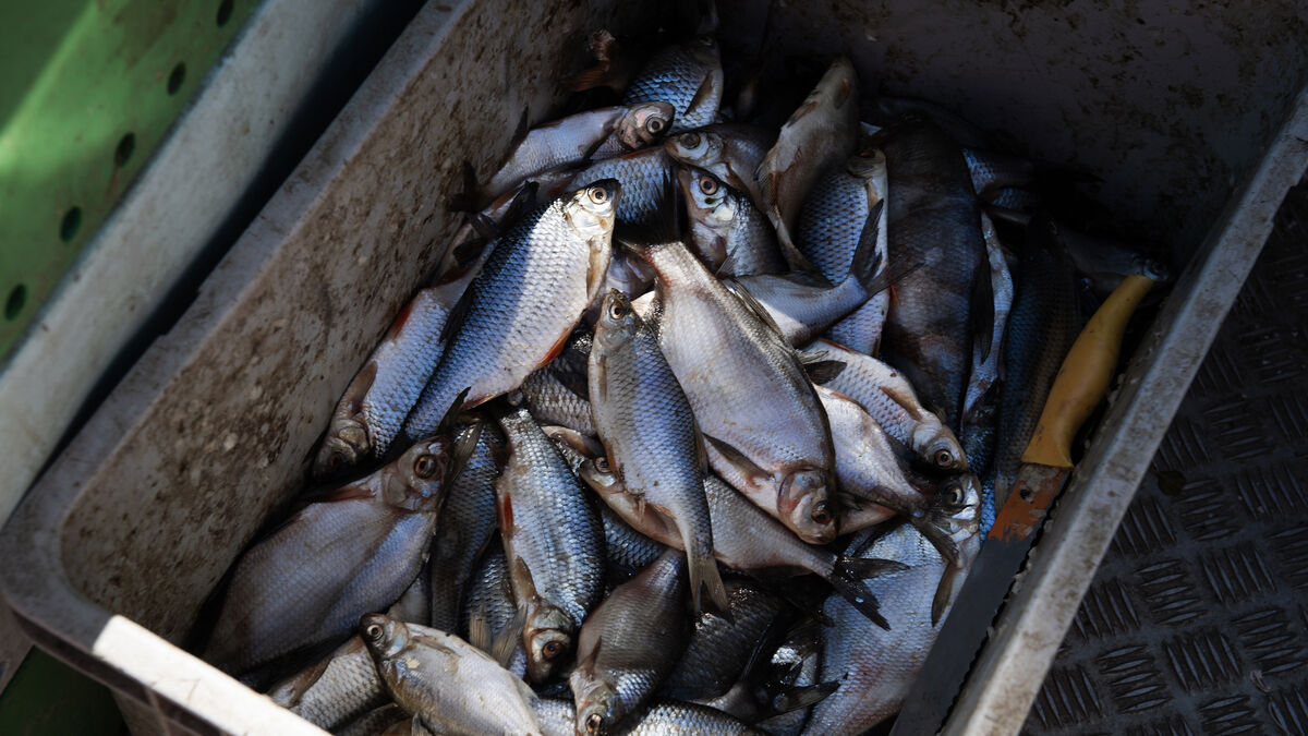 Camera surveillance to be introduced on Baltic Sea fishing boats to help fish stocks