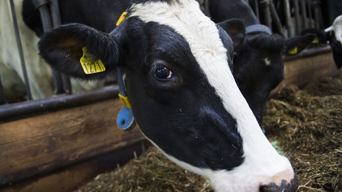 Dairy cows slaughtered – intervention on farm