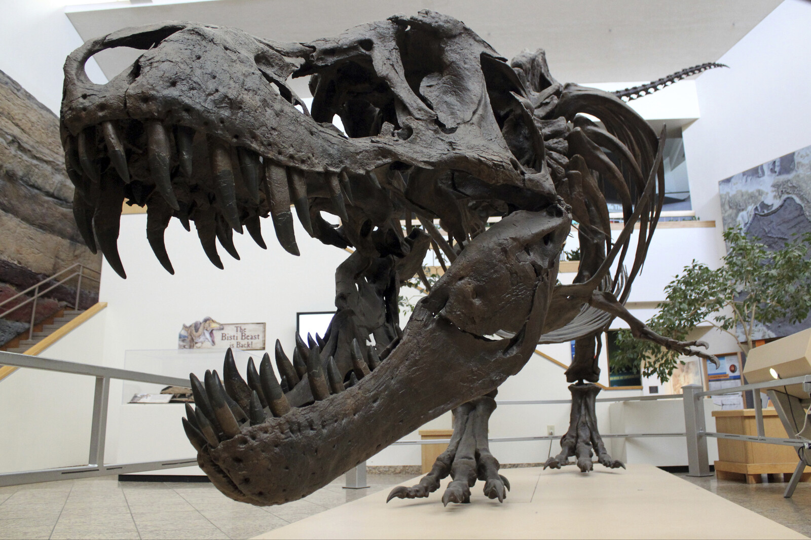 Weak Jaws Found in Many Large Carnivorous Dinosaurs