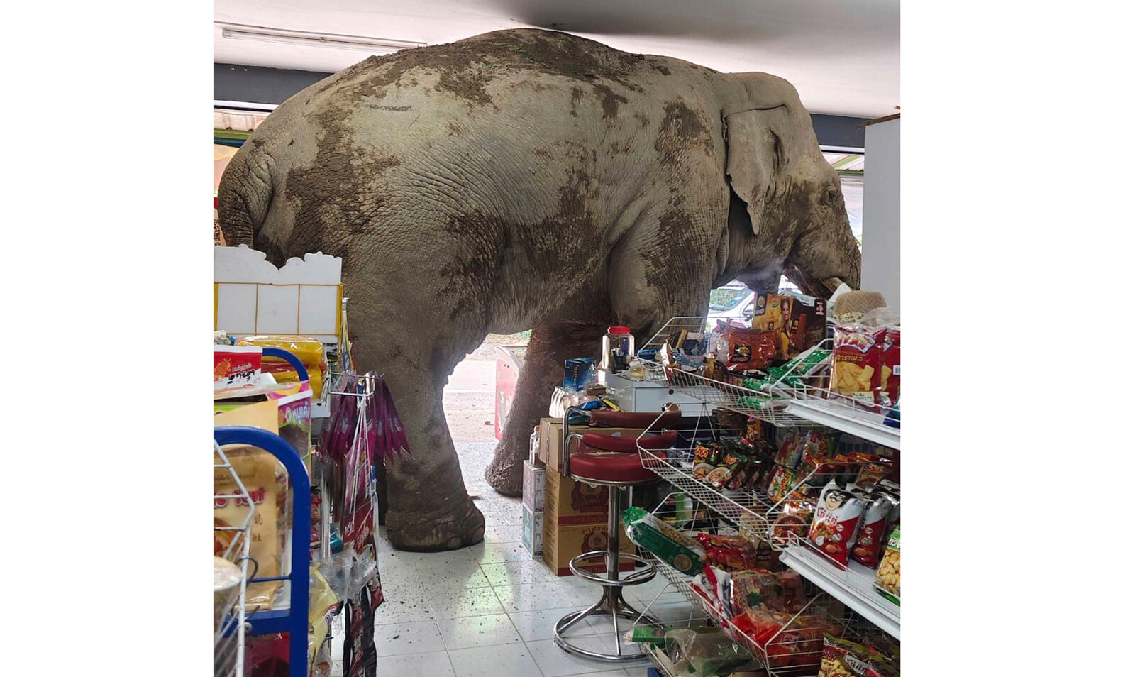Elephant Raids Thai Store for