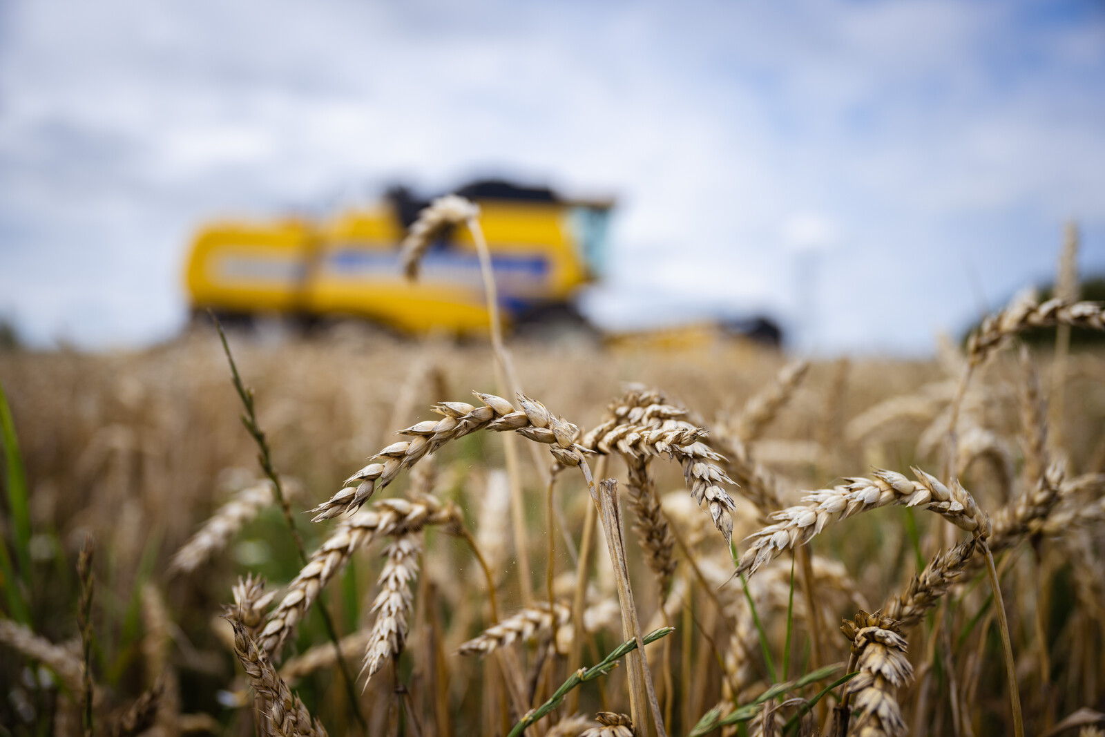 Oats and Wheat: Future of