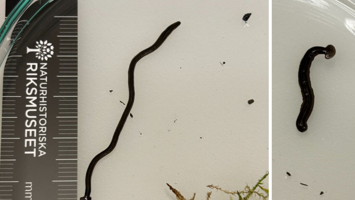 Alien-Looking Hammerhead Flatworm Found in Sweden, Experts Warn of Invasive Species