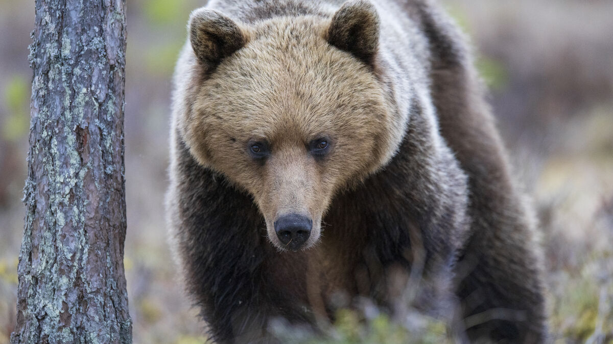 80 bears shot on first