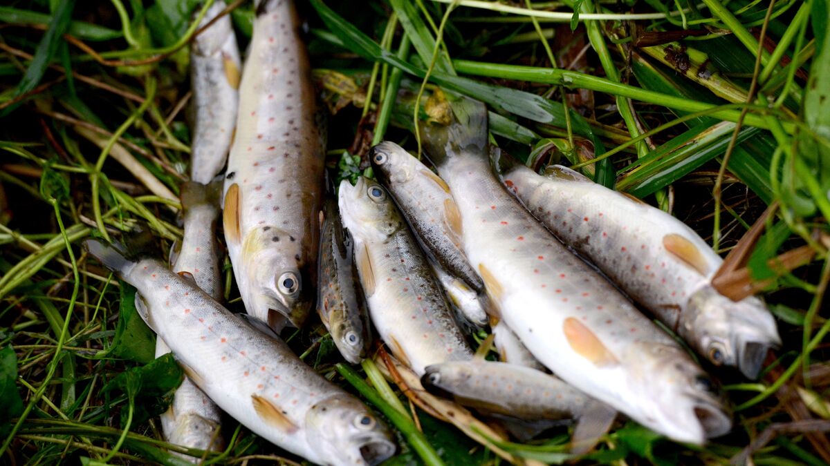 Want advice on injured fish? Swedish Veterinary Institute asks public to report sick, dead, or injured fish
