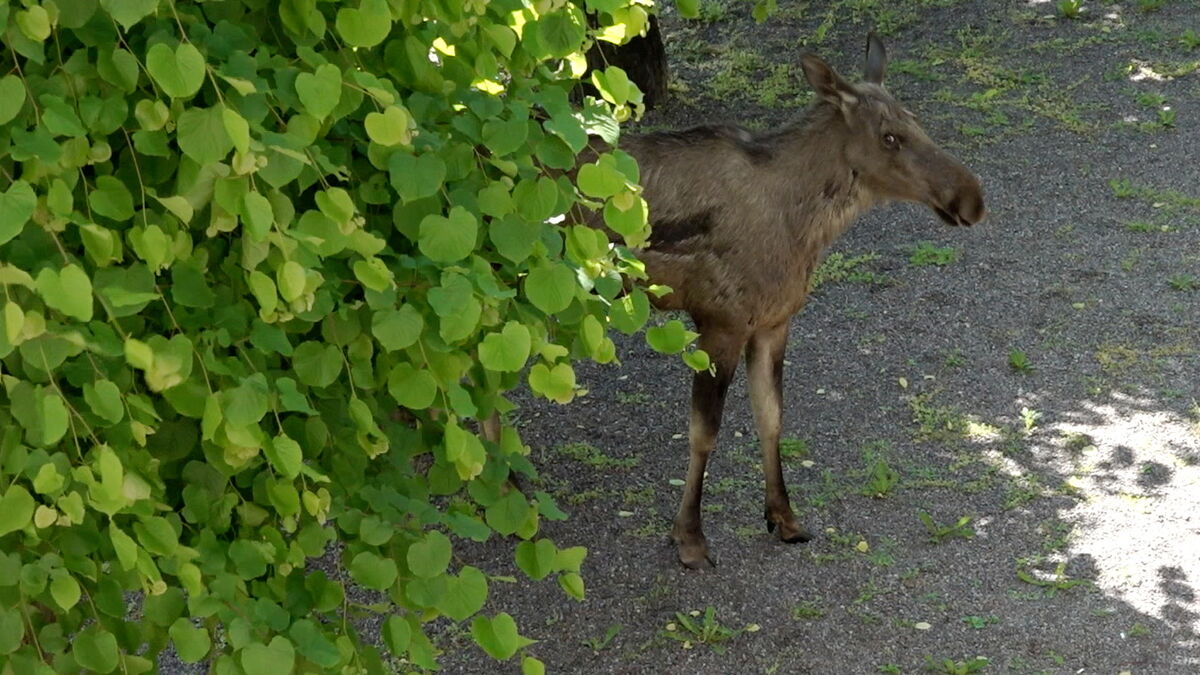 Moose dies after falling from
