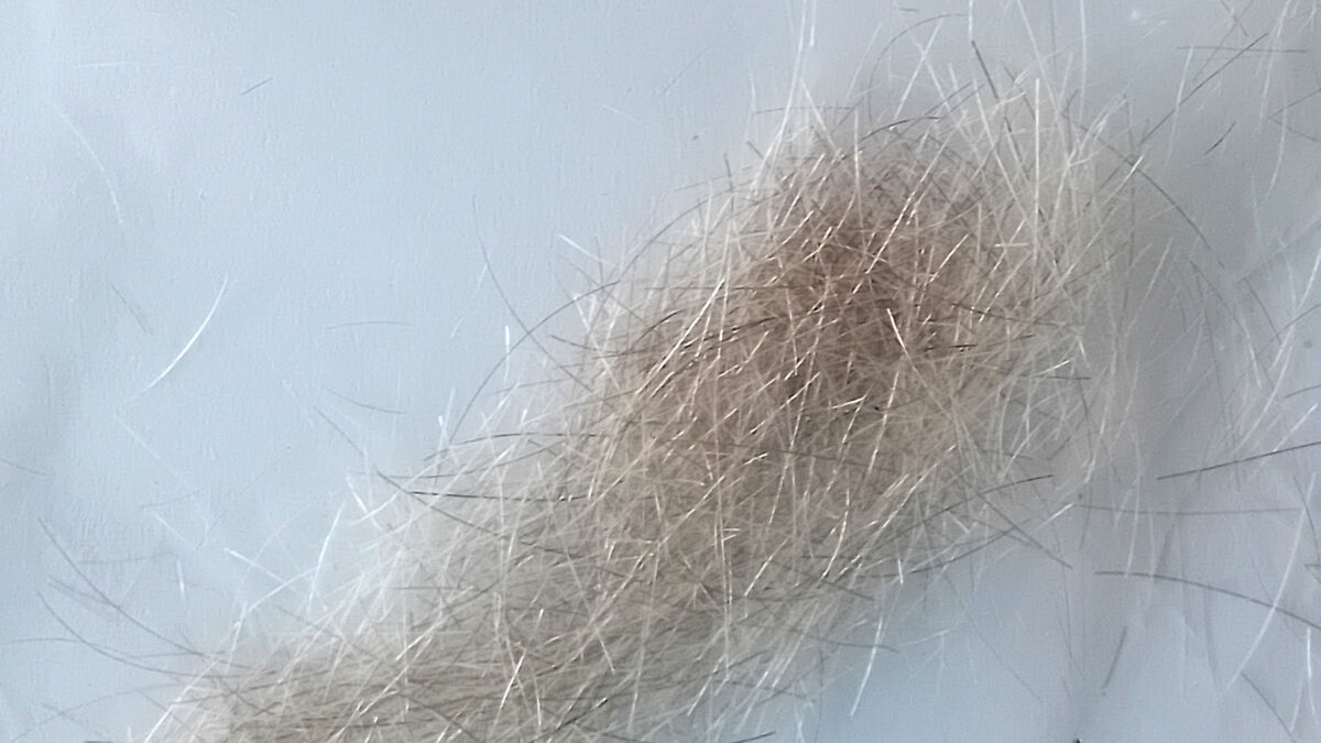 For sale: Winston Churchill's hair