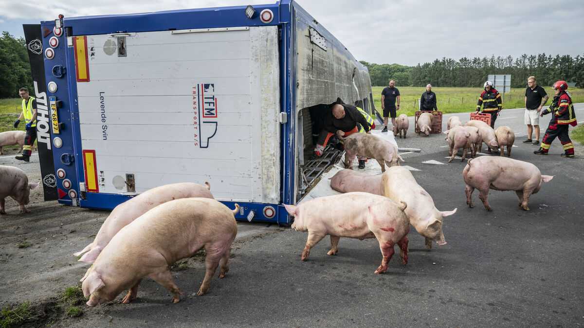 Pig transport overturned - 190 animals to be euthanized