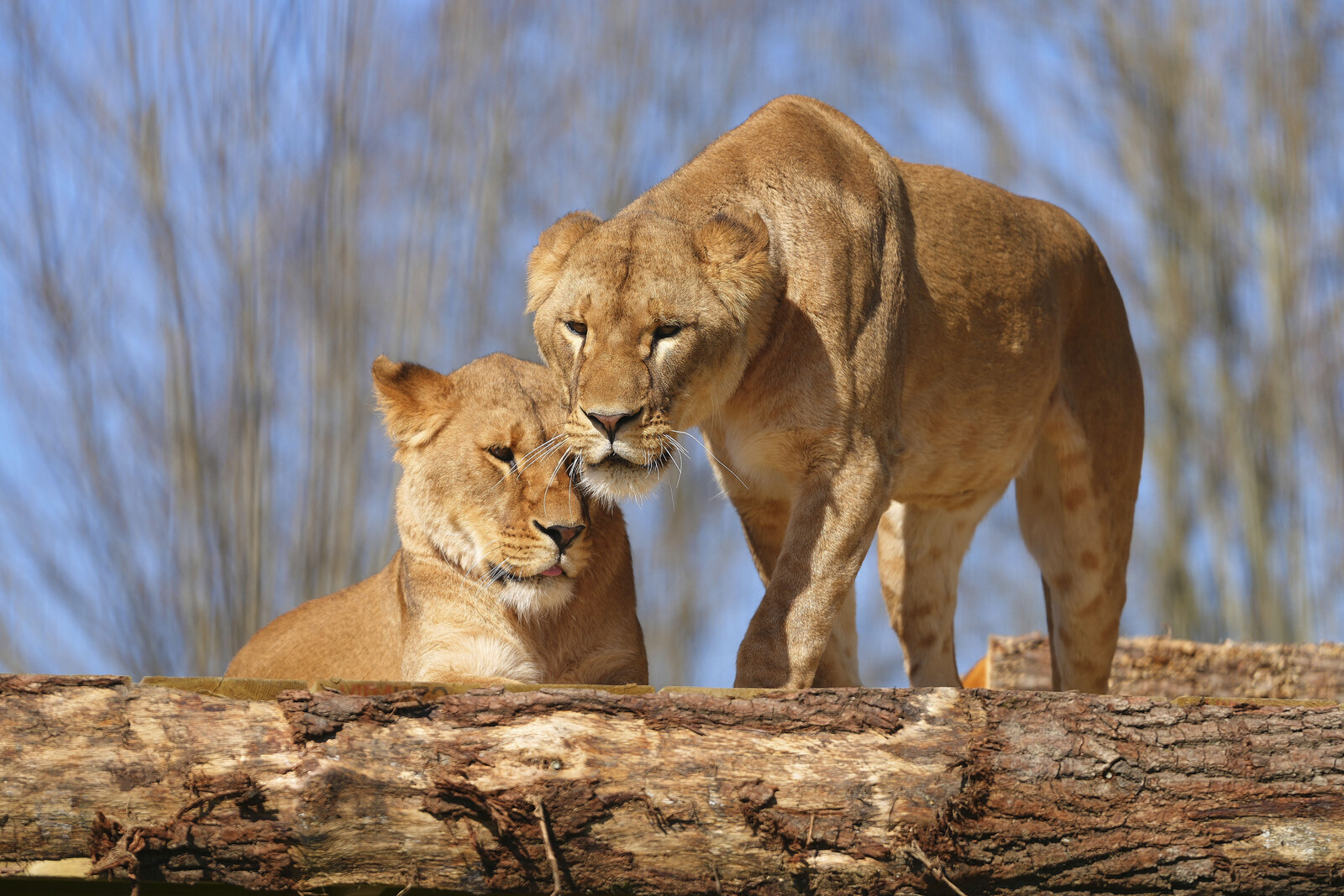 Lions Rescued from Ukraine Find