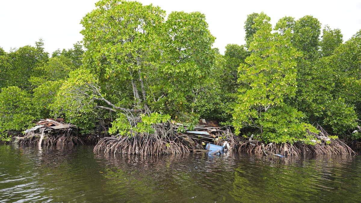 Mangrove forests recover after decades