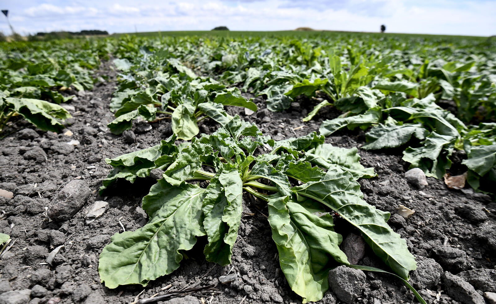 Prices of Global Food Take Off