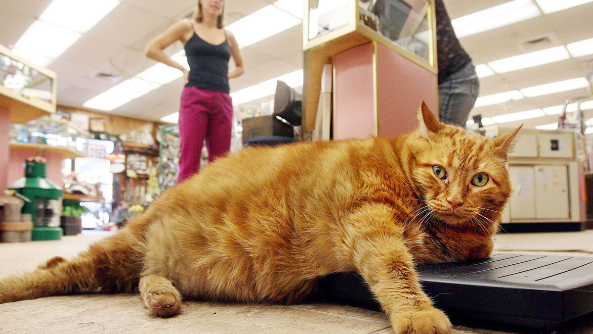 Overweight cats become target for obesity drug trials