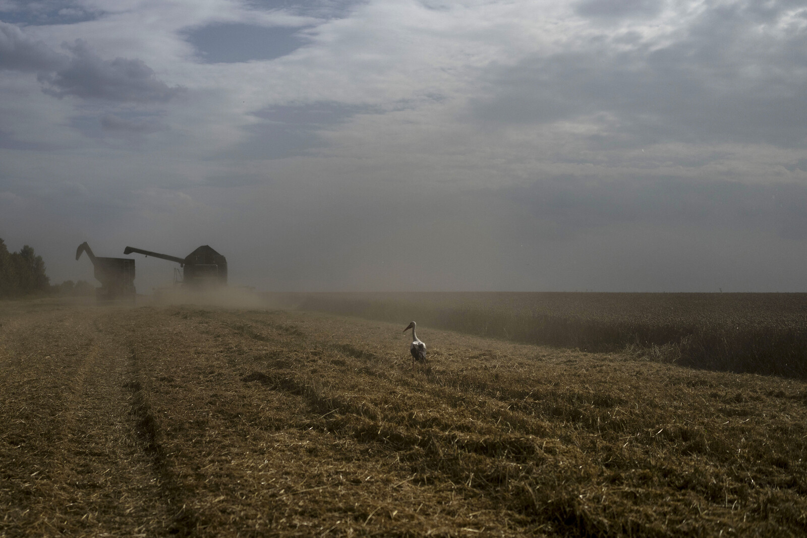 Global Food Prices Drop in May Amid Strong Harvests