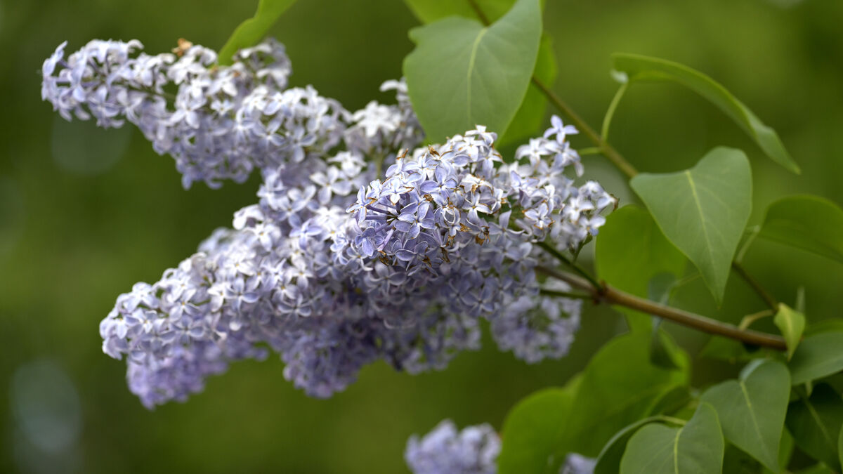 Lilac blooms in record time as far north as Haparanda