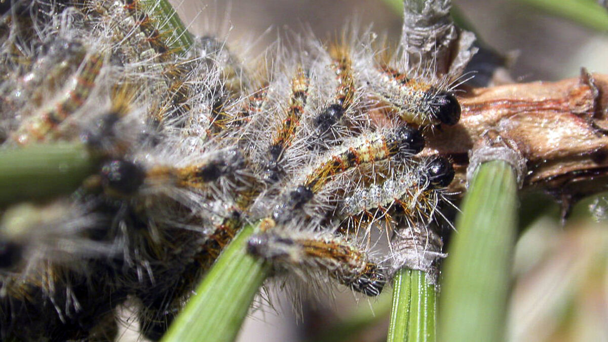 Gotland warns of pine processionary moth larvae found near wind turbine