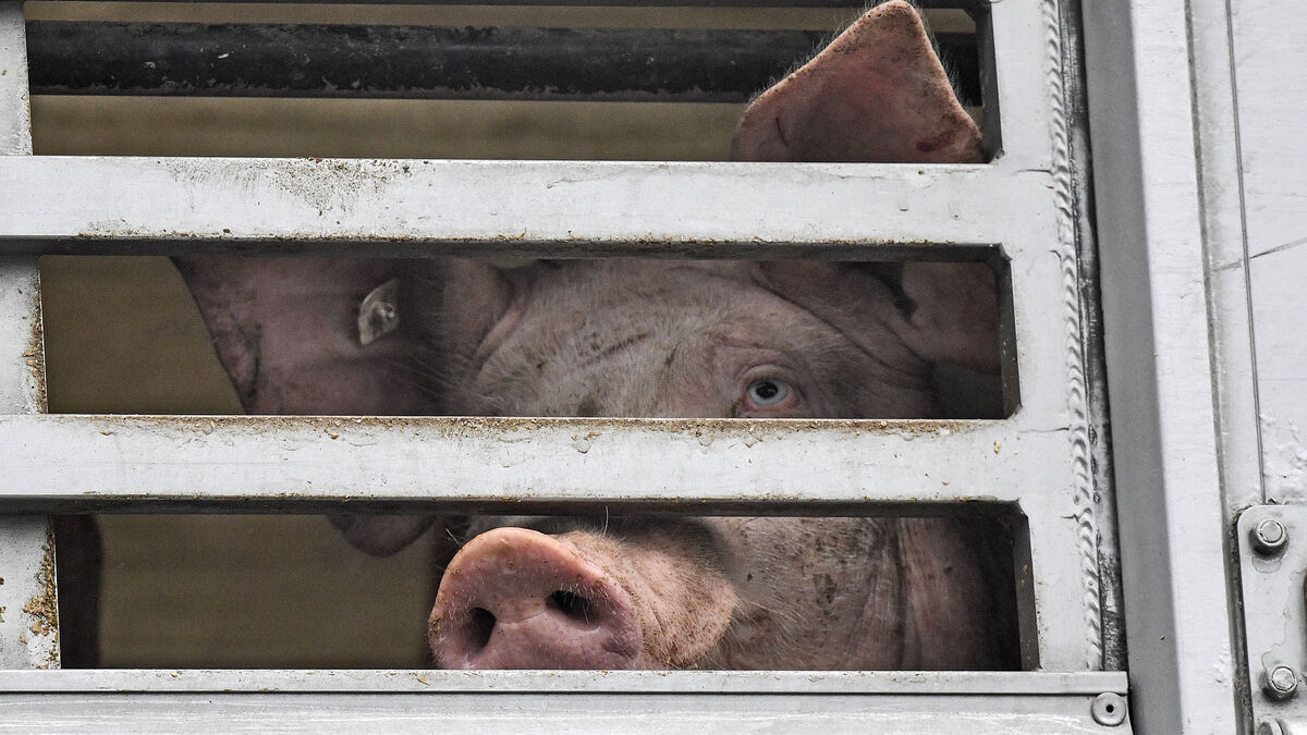 Customer protests prompted Swedish banks to abandon animal factories
