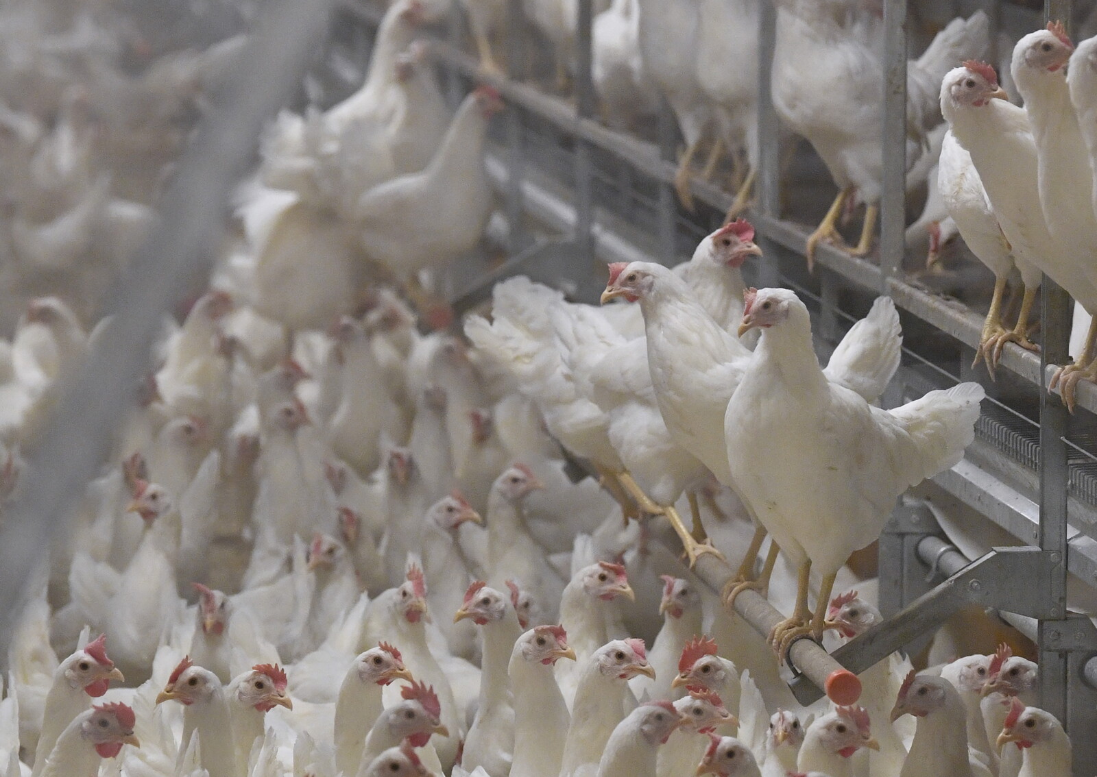 First Death from Bird Flu in the USA