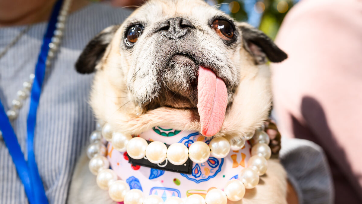 Rescued pug Jinny Lu wins World’s Ugliest Dog contest