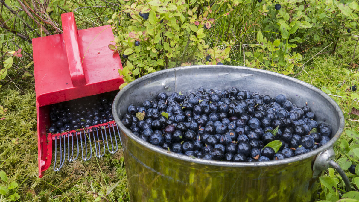 Berry pickers set to return to Sweden in sharp increase this year
