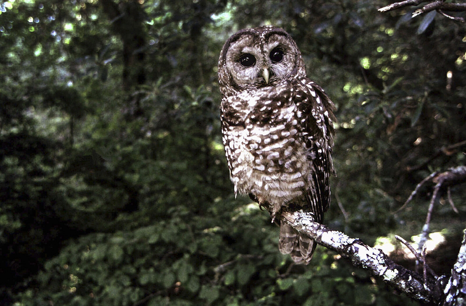 Trump Seeks to Narrow Species Protection Law, Sparking Criticism