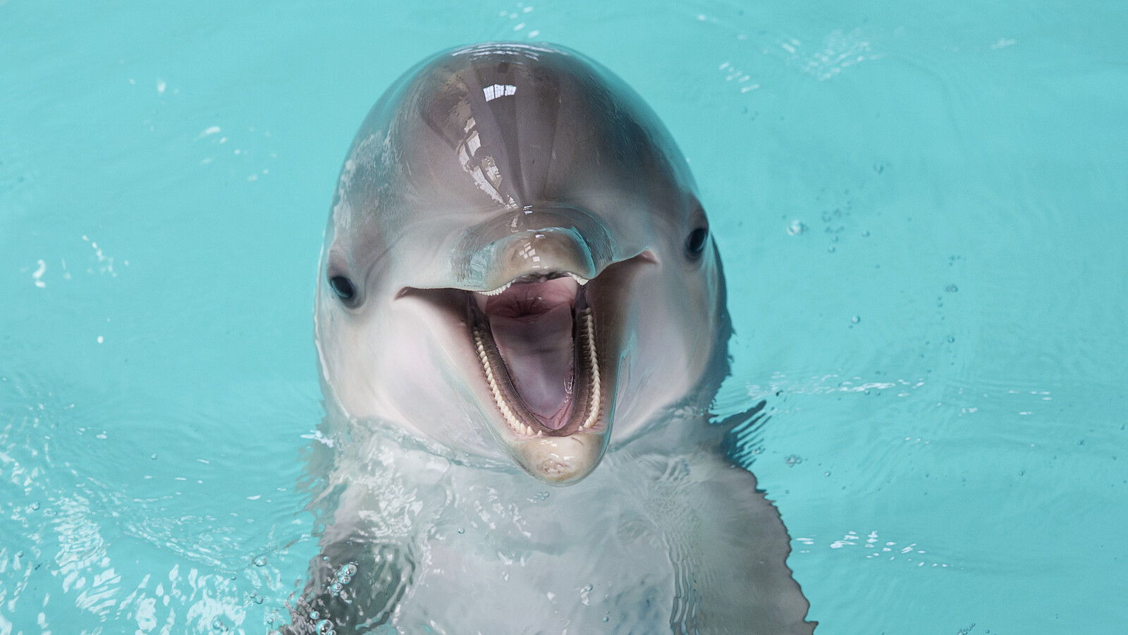 Kolmården Cancels Dolphin Shows After Sudden Death of Dolphin Pearl