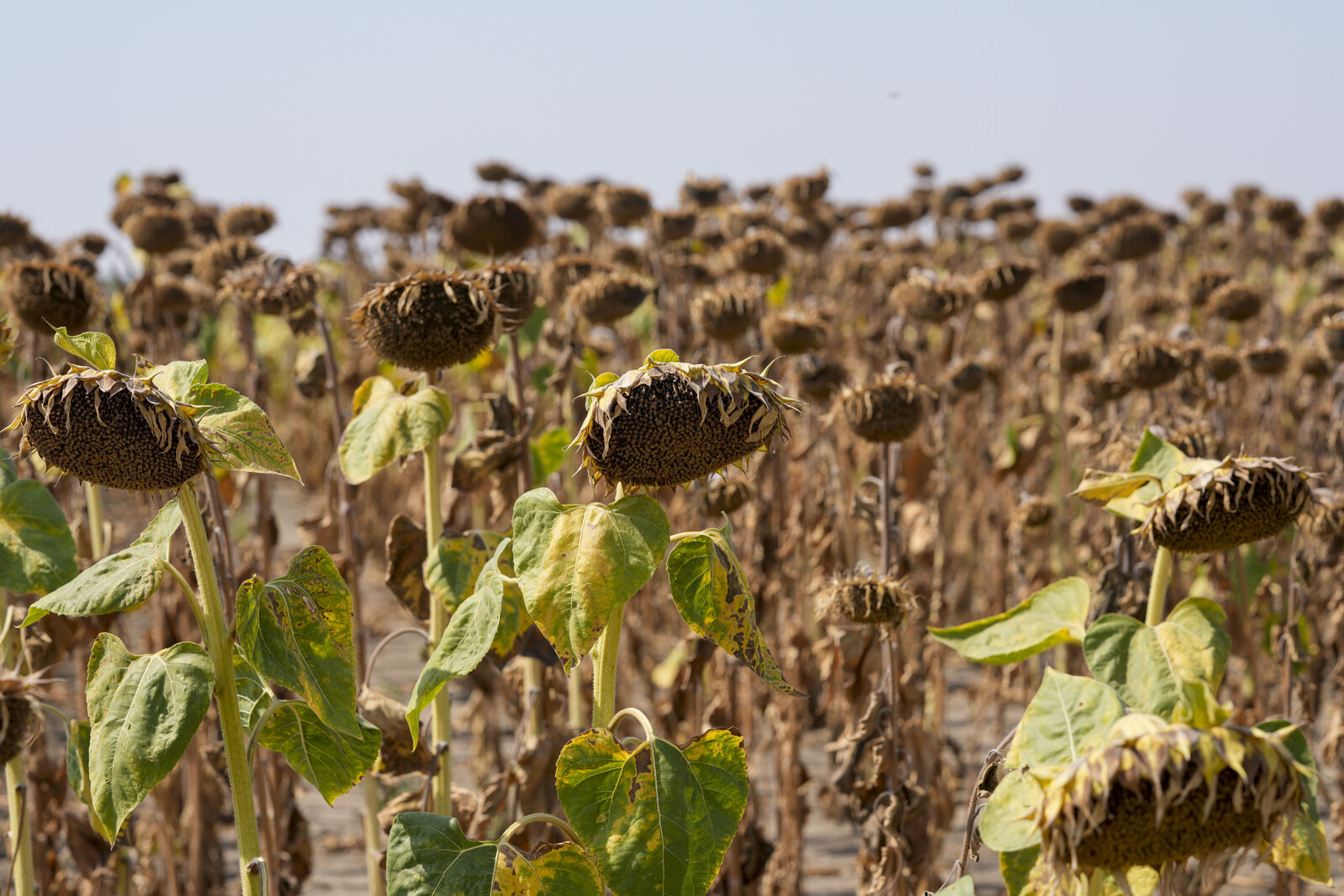 Cracked the code: How emissions affect our weather