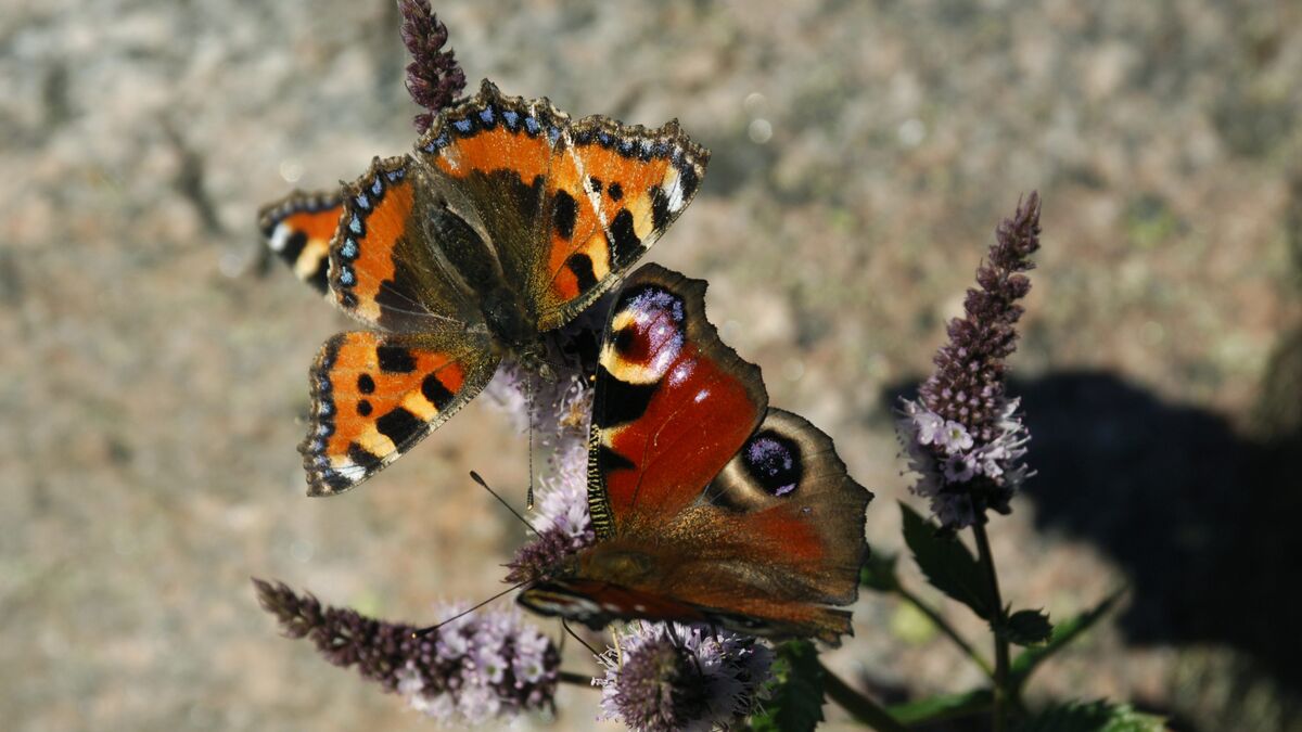 Save the stinging nettles, get a swarm of butterflies | Sweden Herald