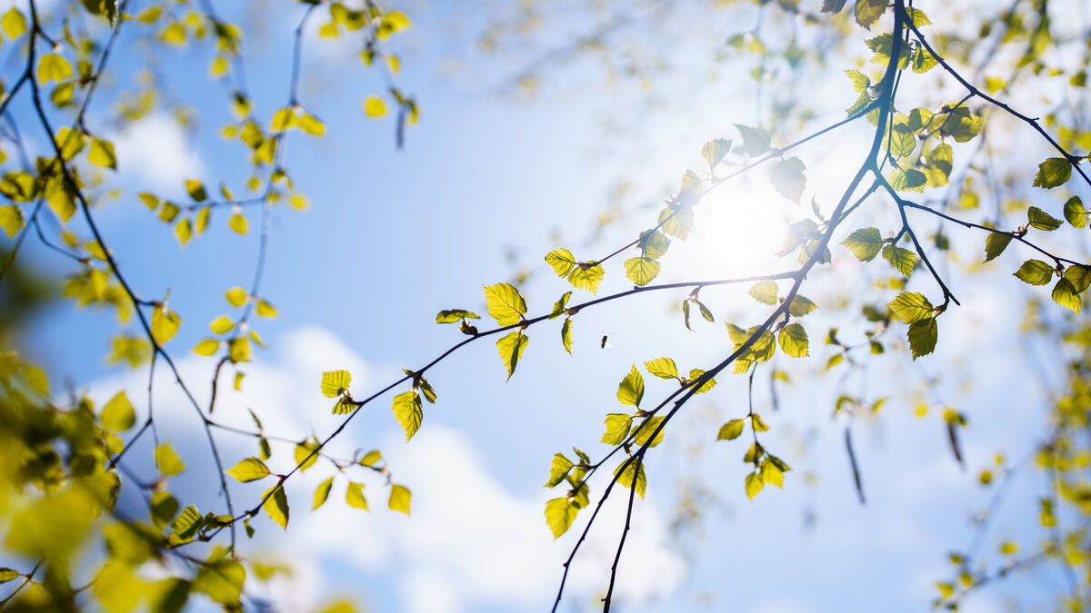 After the summer heat, pollen warning in half of Sweden