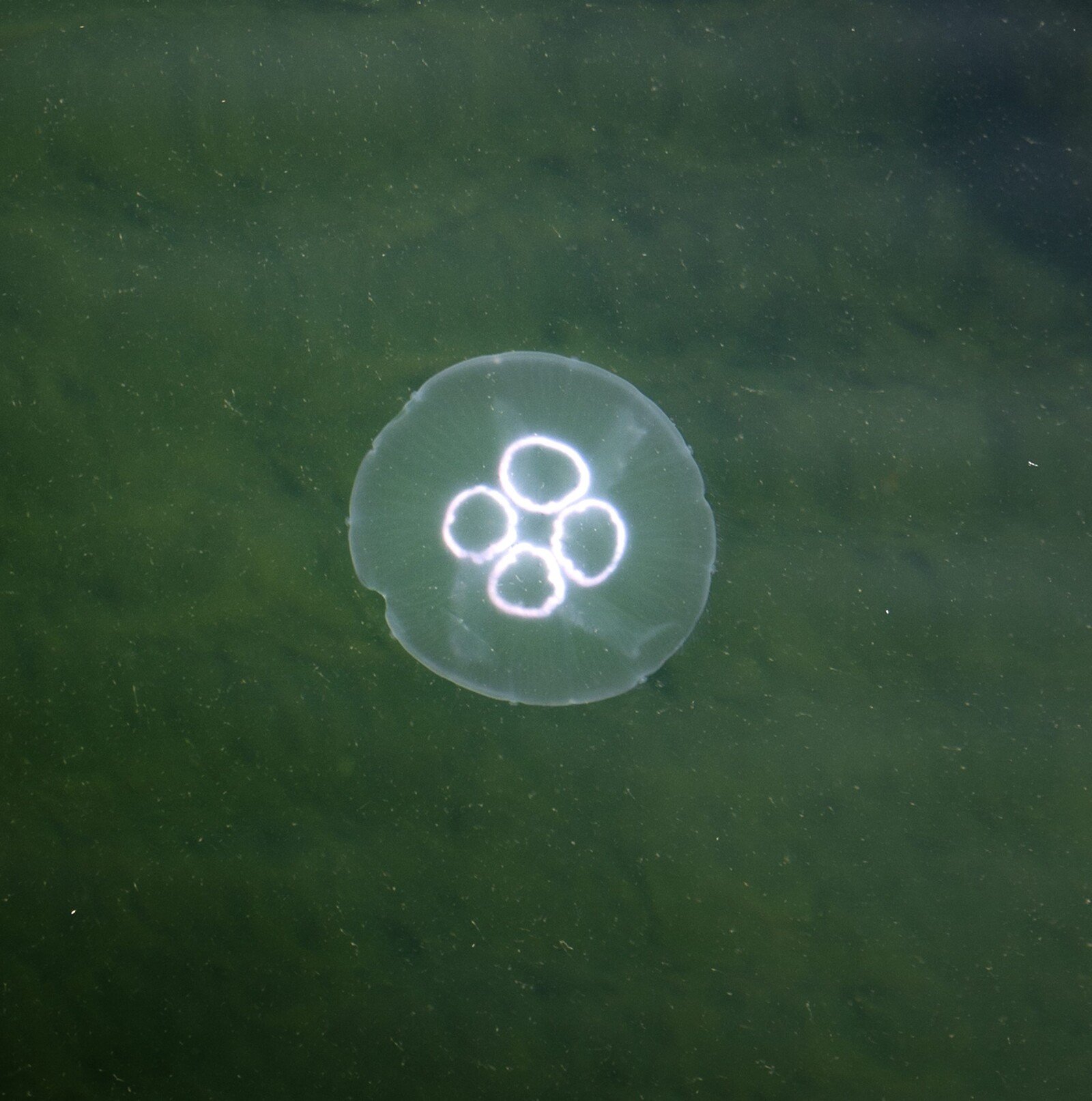 Researchers Seek Public Help for Monthly Jellyfish Reports