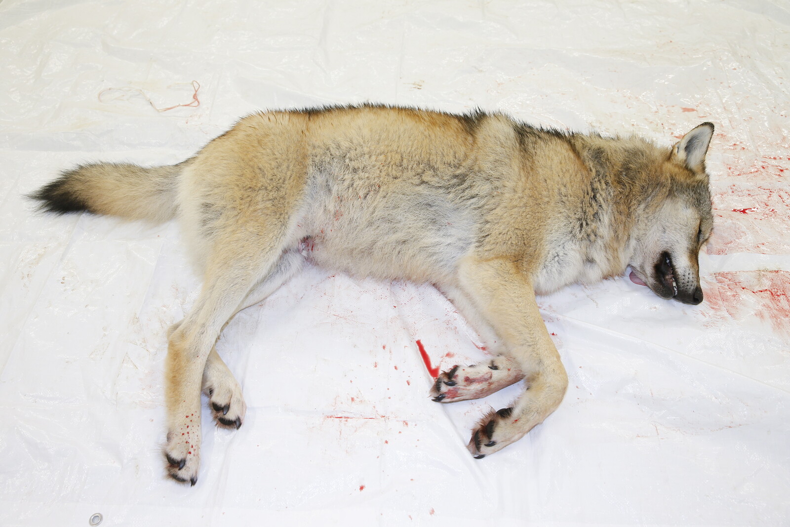 26 Hunters Convicted in Finland's