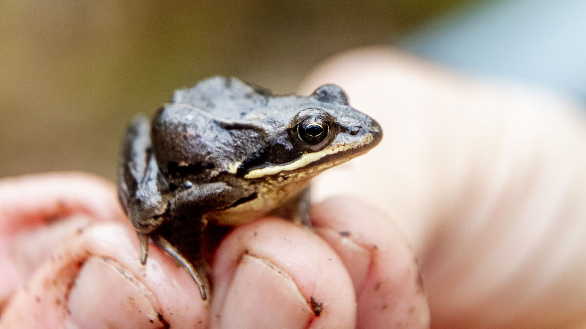 Many motorists fined when frogs