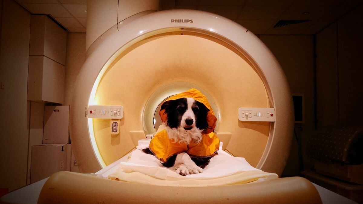 Dogs can tell angry and sad faces apart, study finds