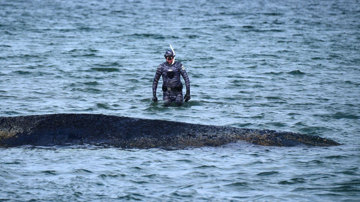 Humpback whale stranded again, fighting